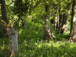 wood land at woodlands caravan park, pwllheli