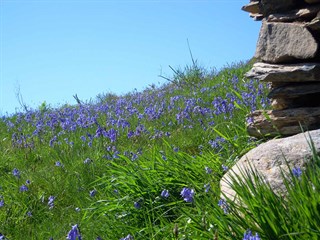 Tyddyn Llwyn Caravan Park