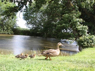 The Trotting Mare Caravan Park, Overton - on - Dee