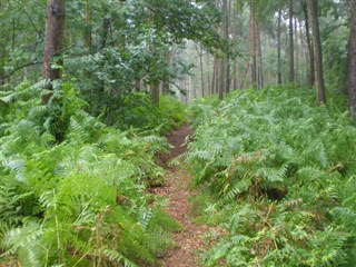 Forest View Caravan Park, Oakmere, overlooking Delamere Forest