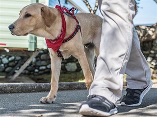 Sarnfaen Caravan Park, near Barmouth, a dog friendly park