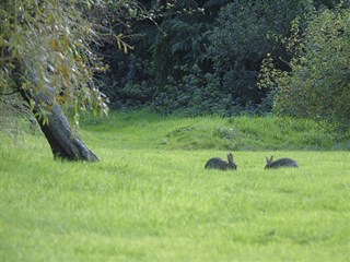 Wildlife at The Paddocks Lodge Park, Kinmel Bay