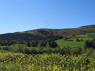 Wild flower meadows at Maes Mynan Park, Caerwys