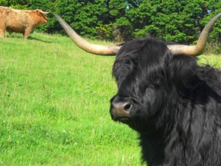 Nant Newydd Caravan Park, Brynteg, Benllech, Anglesey cows