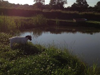 Llwyn Fynnon Caravan Park lake and sheep
