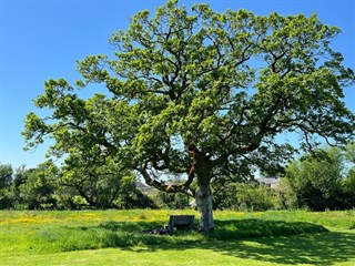 Llwyn Fynnon Caravan Park tree and bench