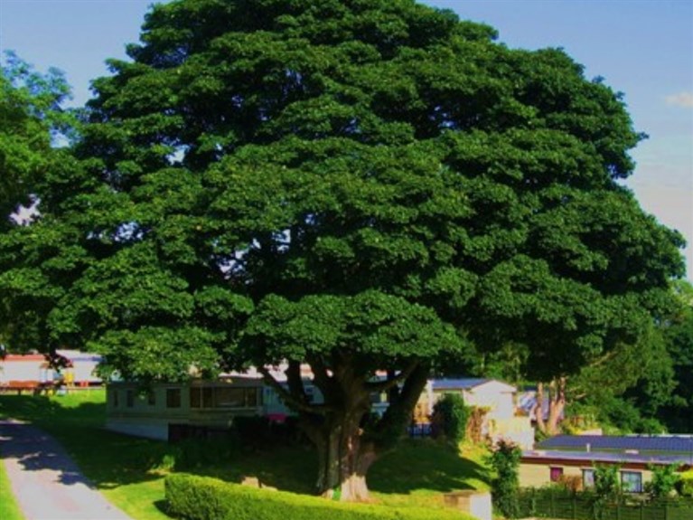 Barlows Caravan Park, Caerwys