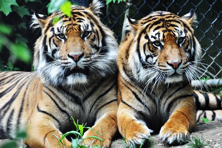 Tigers at Chester Zoo